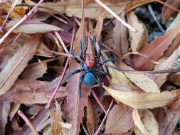 Image of Mouse spider