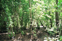 Image of Oriental Sweetgum