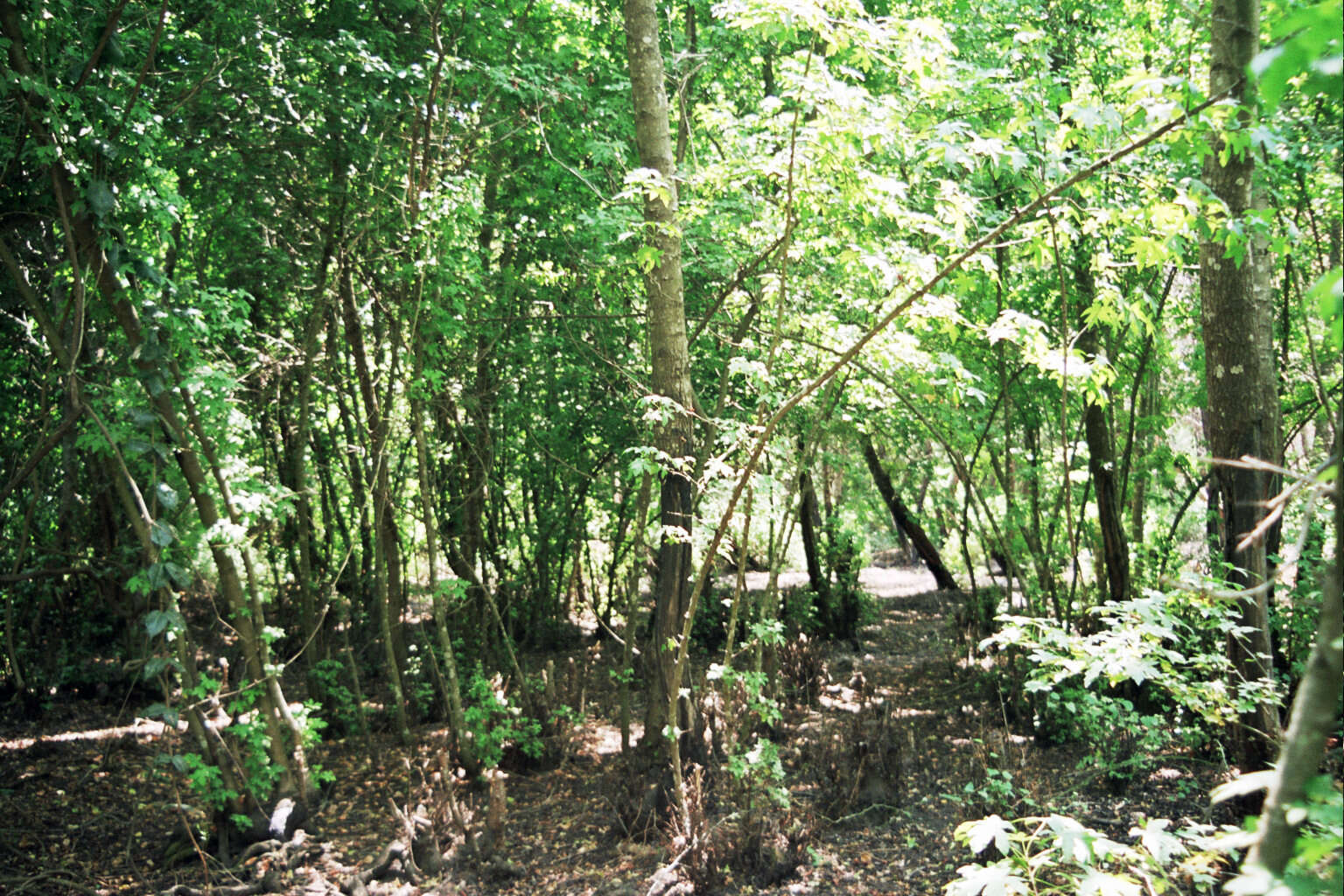 Image of Oriental Sweetgum