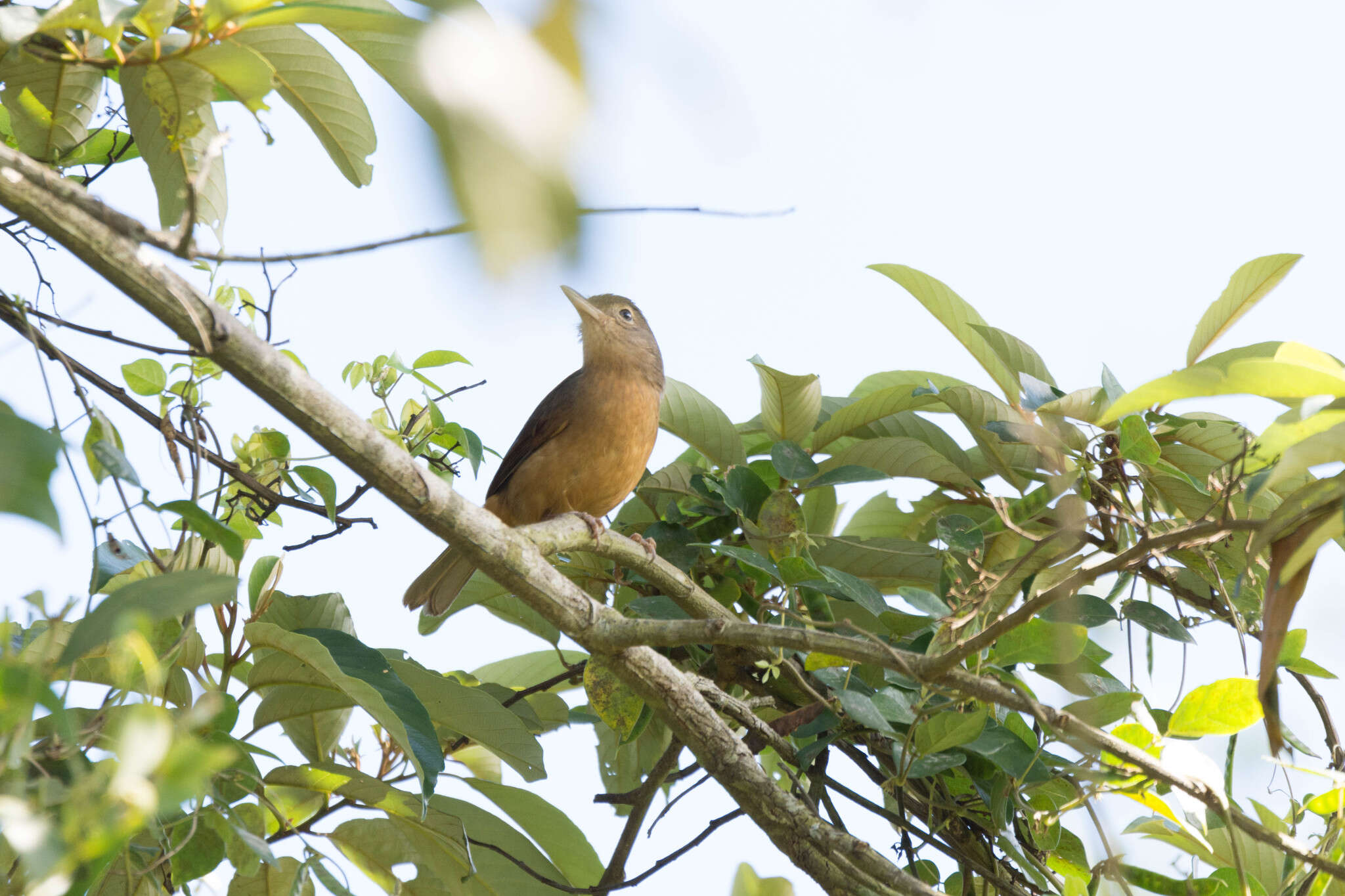 Image of Rufous Shrikethrush