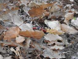 Image of West Mexican Coral Snake