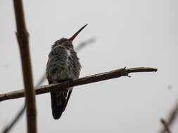 Image of Glittering-throated Emerald