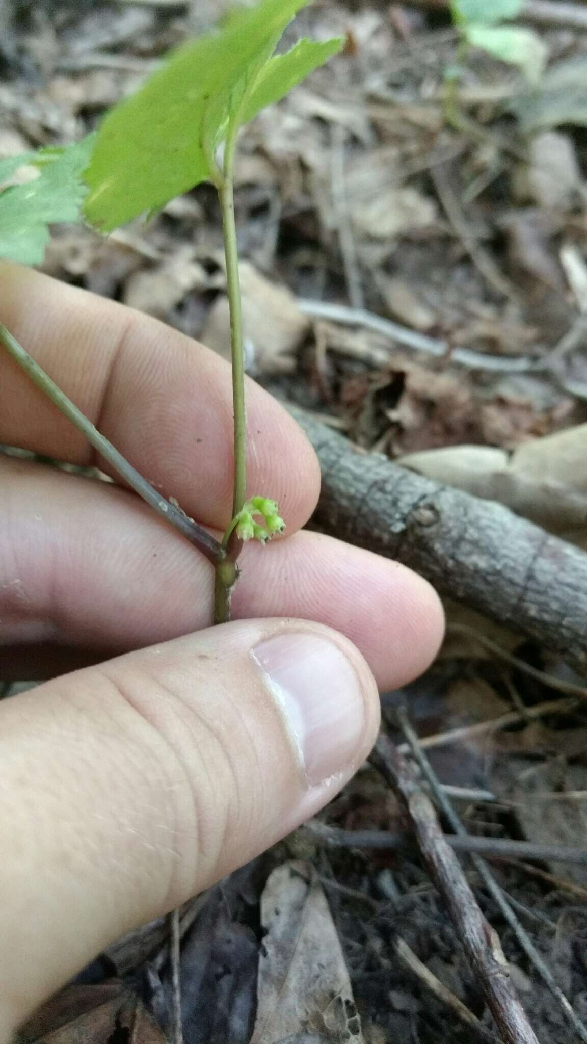 Panax quinquefolius L. resmi