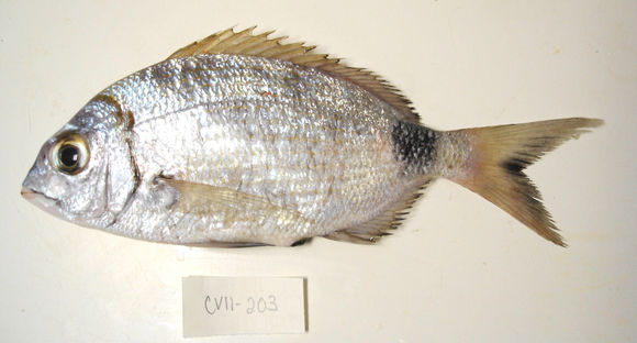 Image of Common two-banded sb