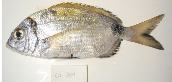 Image of Common two-banded sb