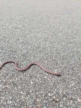 Image of Lampropeltis calligaster rhombomaculata (Holbrook 1840)