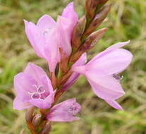 Imagem de Watsonia marginata (L. fil.) Ker Gawl.