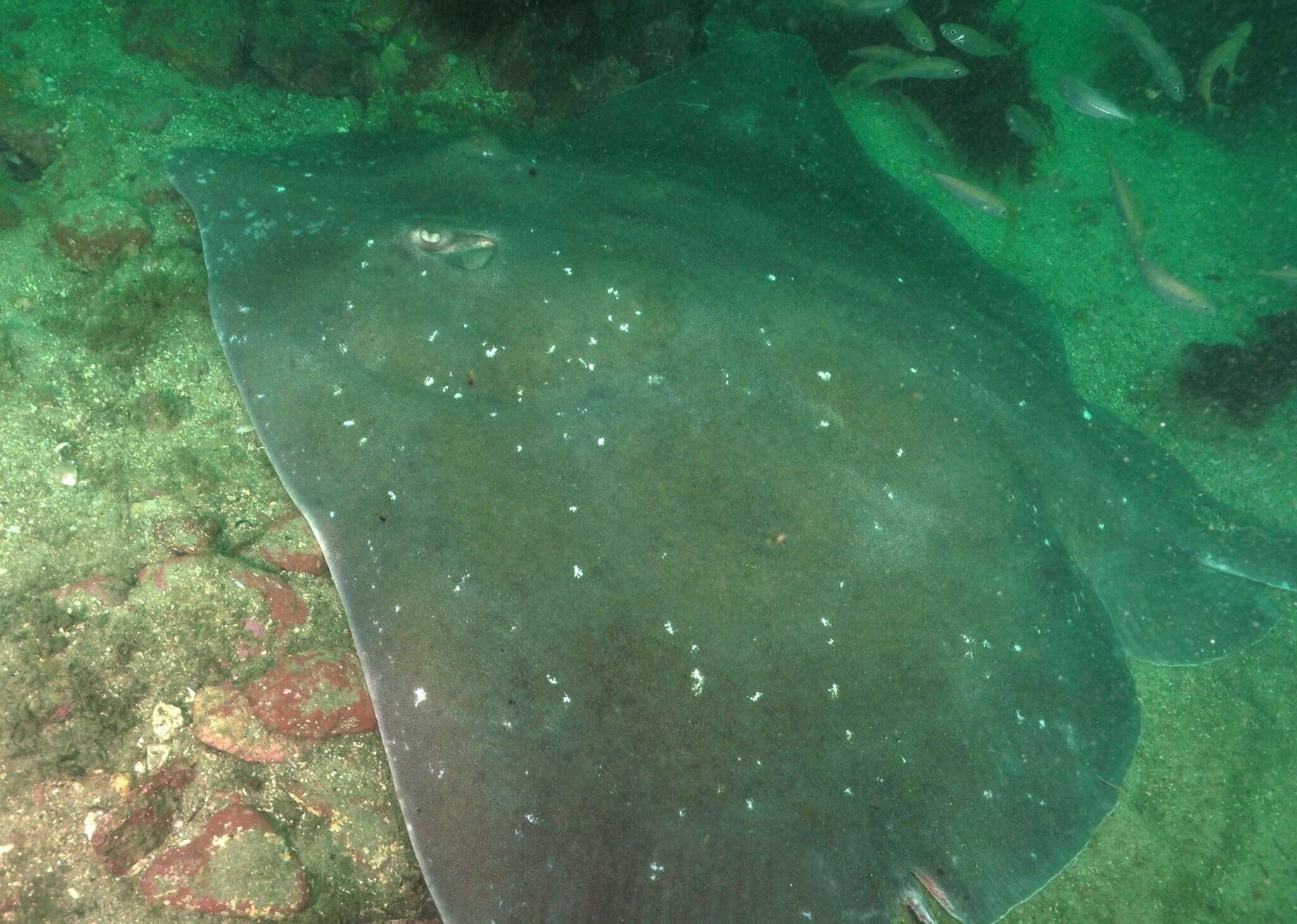 Image of Great Skate