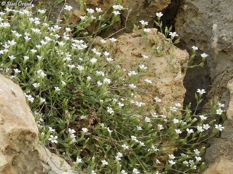 Image of Arenaria deflexa Decne.