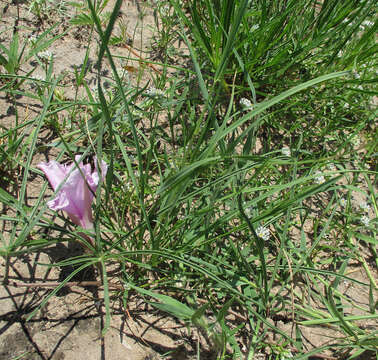 Слика од Ipomoea bolusiana Schinz