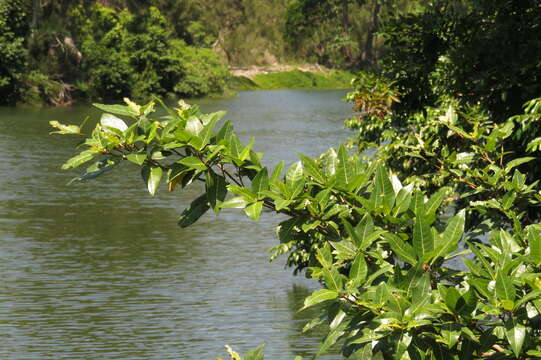 Image of Ficus adenosperma Miq.