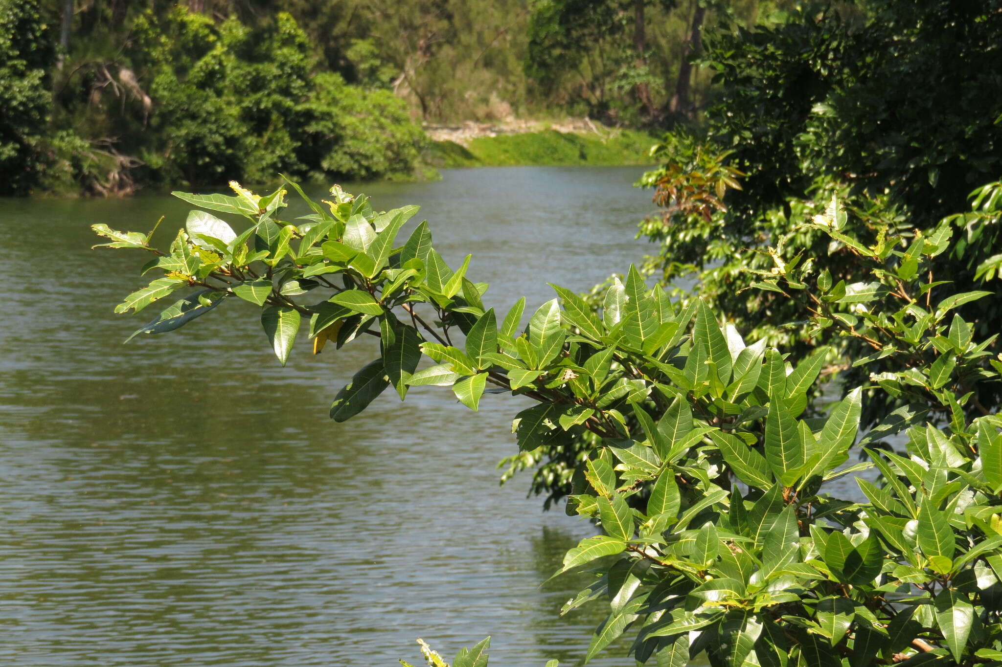 Ficus adenosperma Miq.的圖片