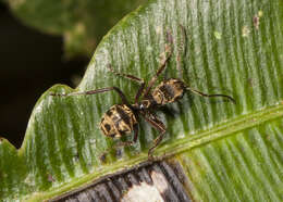 Image of Dolichoderus validus (Kempf 1959)