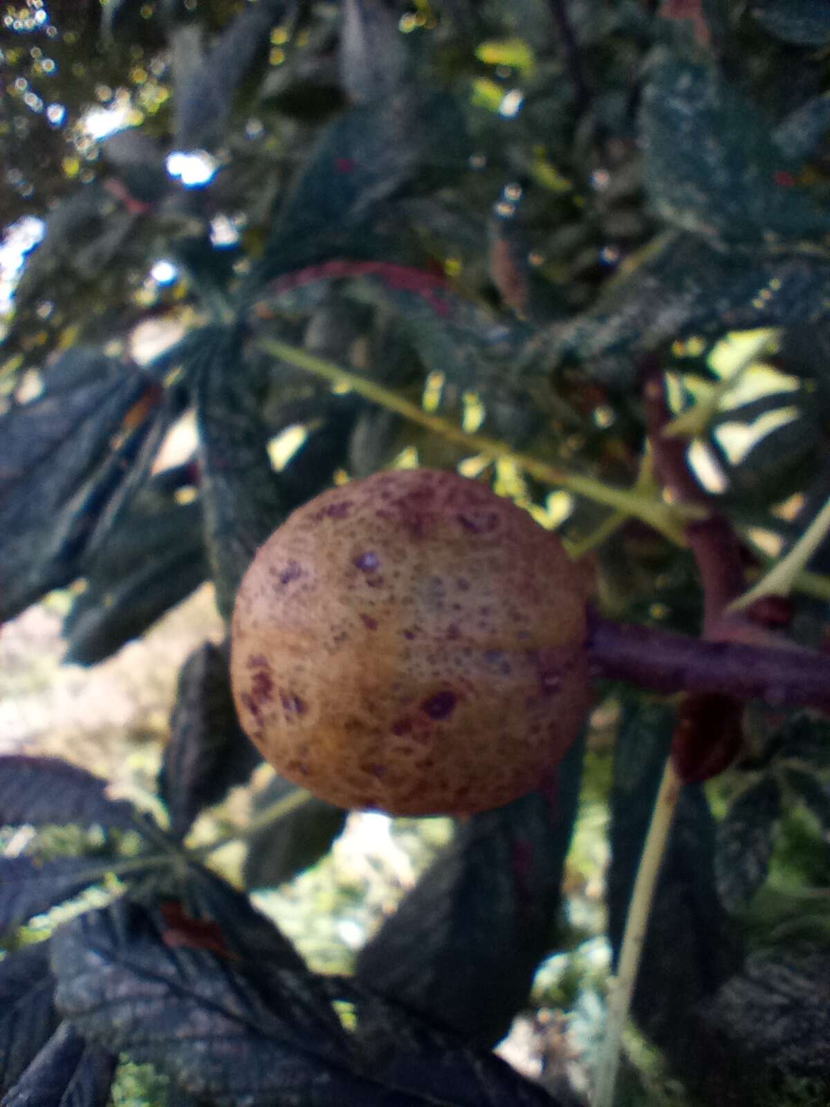 Image of red horse-chestnut