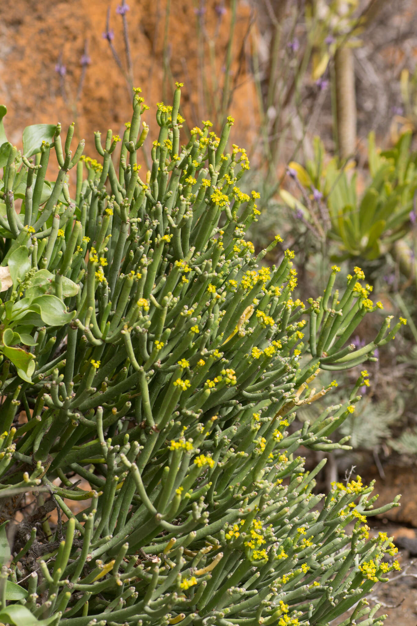 Euphorbia aphylla Brouss. ex Willd. resmi