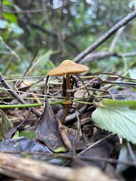 Conocybe filaris (Fr.) Kühner 1935的圖片