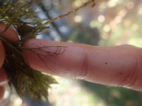 Image of Spineless Hornwort