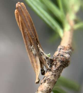 Image of Orange Spruce Needleminer Moth