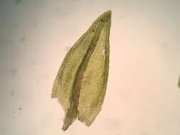 Image of Lescur's platylomella moss