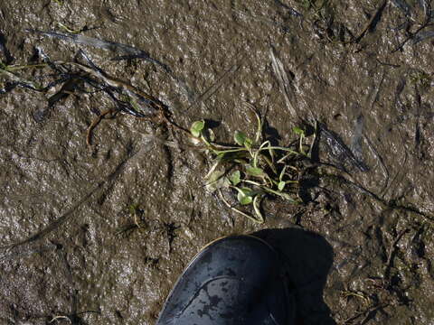 Image of kidneyleaf mudplantain