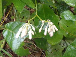 Image of Amalocalyx microlobus Pierre