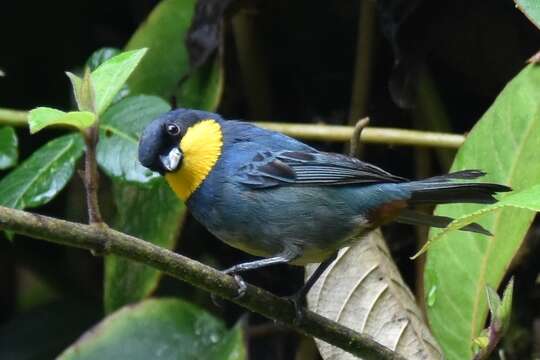 Image of Purplish-mantled Tanager