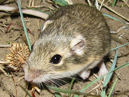 Image of Olive-backed Pocket Mouse