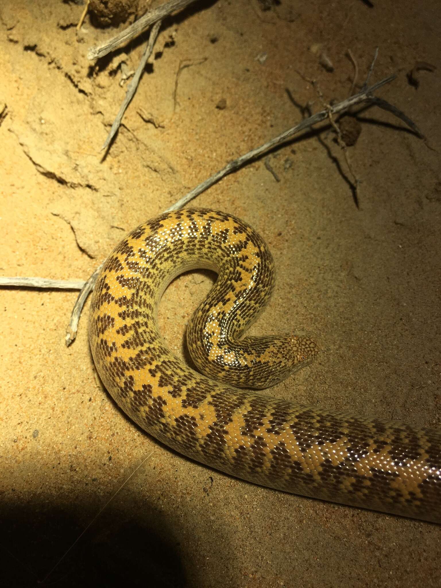 Image de Boa des sables d'Arabie