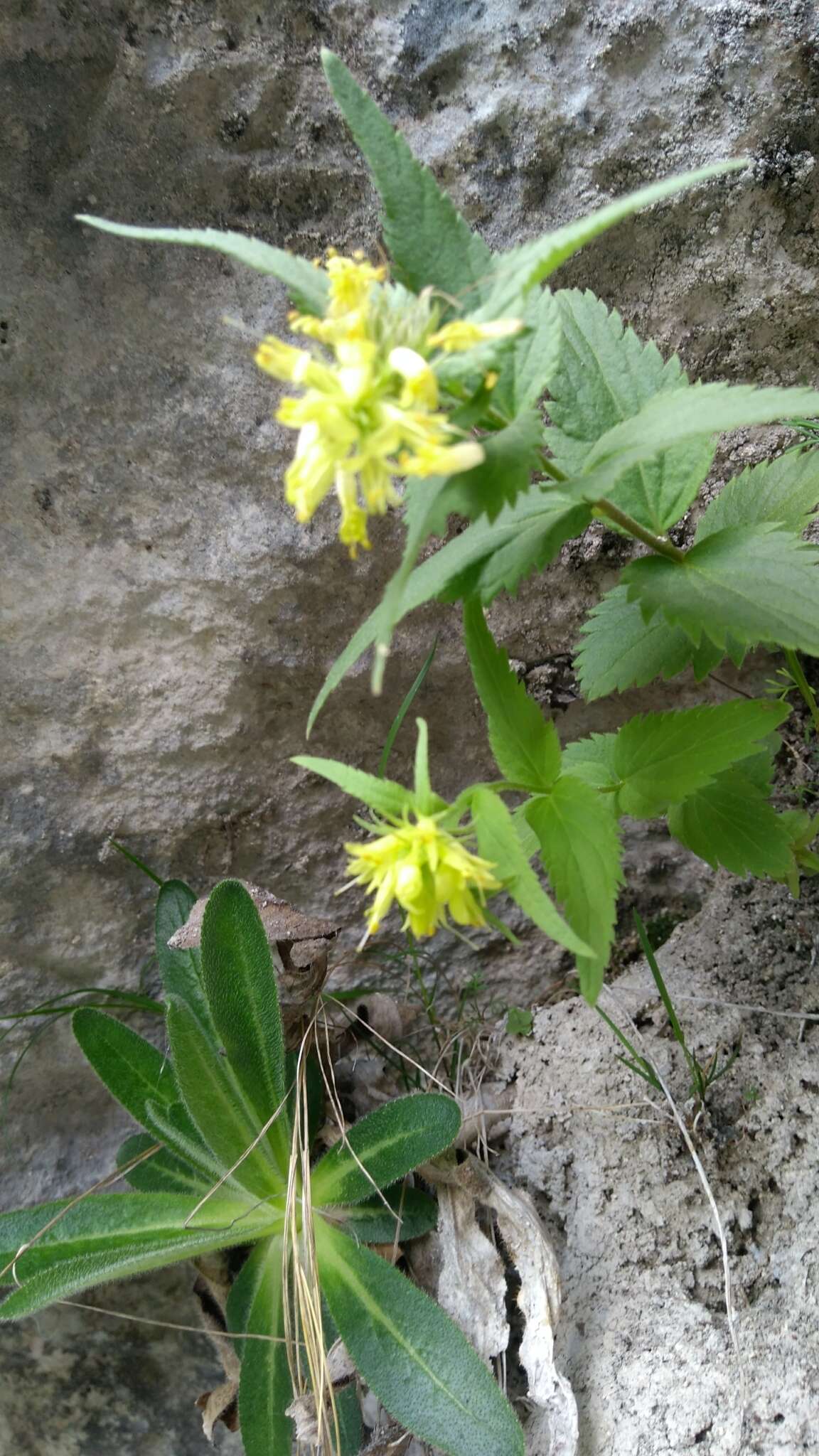 Imagem de Paederota lutea Scop.