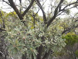 Image of Sophora denudata Bory