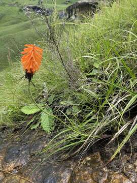 Image of Kniphofia evansii Baker