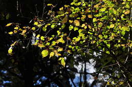 Image de Viburnum betulifolium Batalin