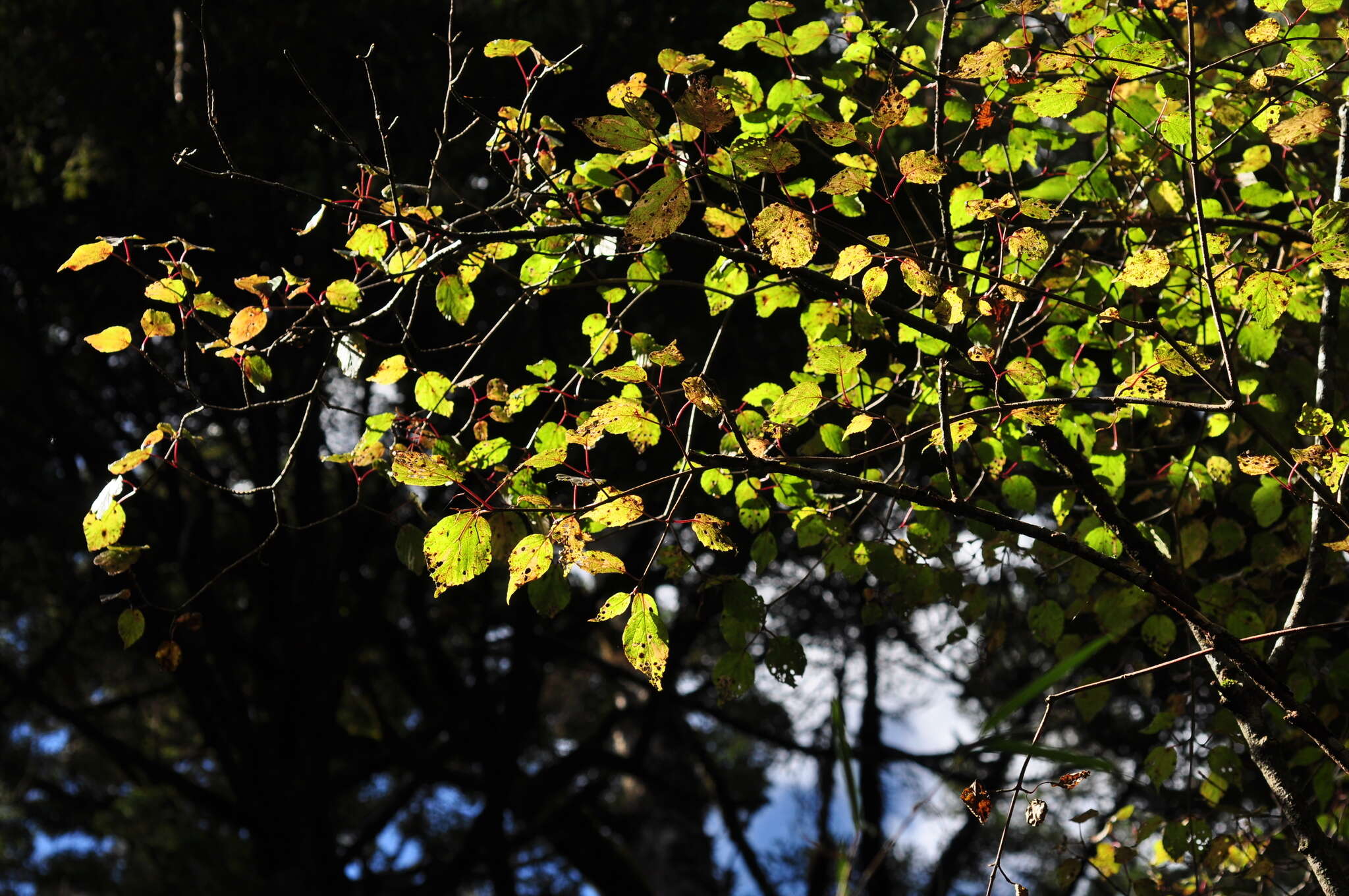 Image de Viburnum betulifolium Batalin