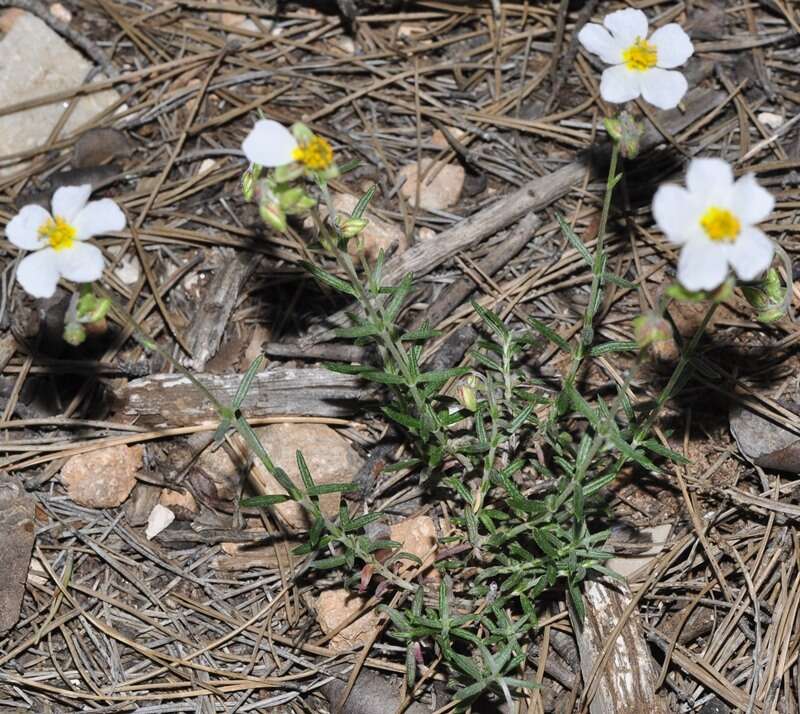 Image of Helianthemum violaceum (Cav.) Pers.