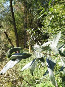 Image of Salix viminalis var. gmelinii (Pall.) Andersson