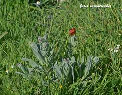 Image de Cynoglossum columnae Ten.