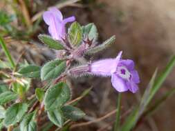 Image of Clinopodium alpinum (L.) Kuntze