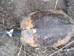 Image of Maracaibo Wood Turtle