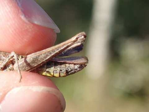 Image of Common green grasshopper