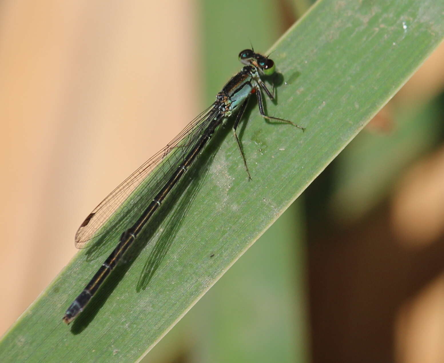 Image of Plains Forktail