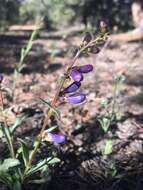 Image of bluestem beardtongue