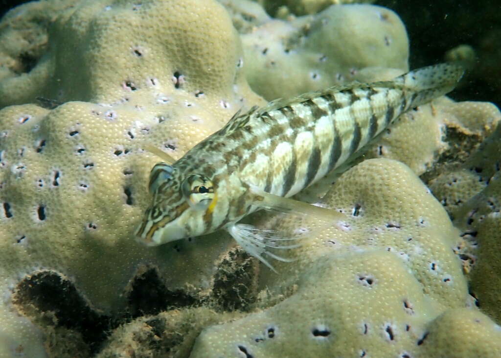 Image of Nosestripe grubfish