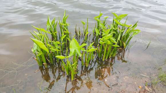 Image of green arrow arum