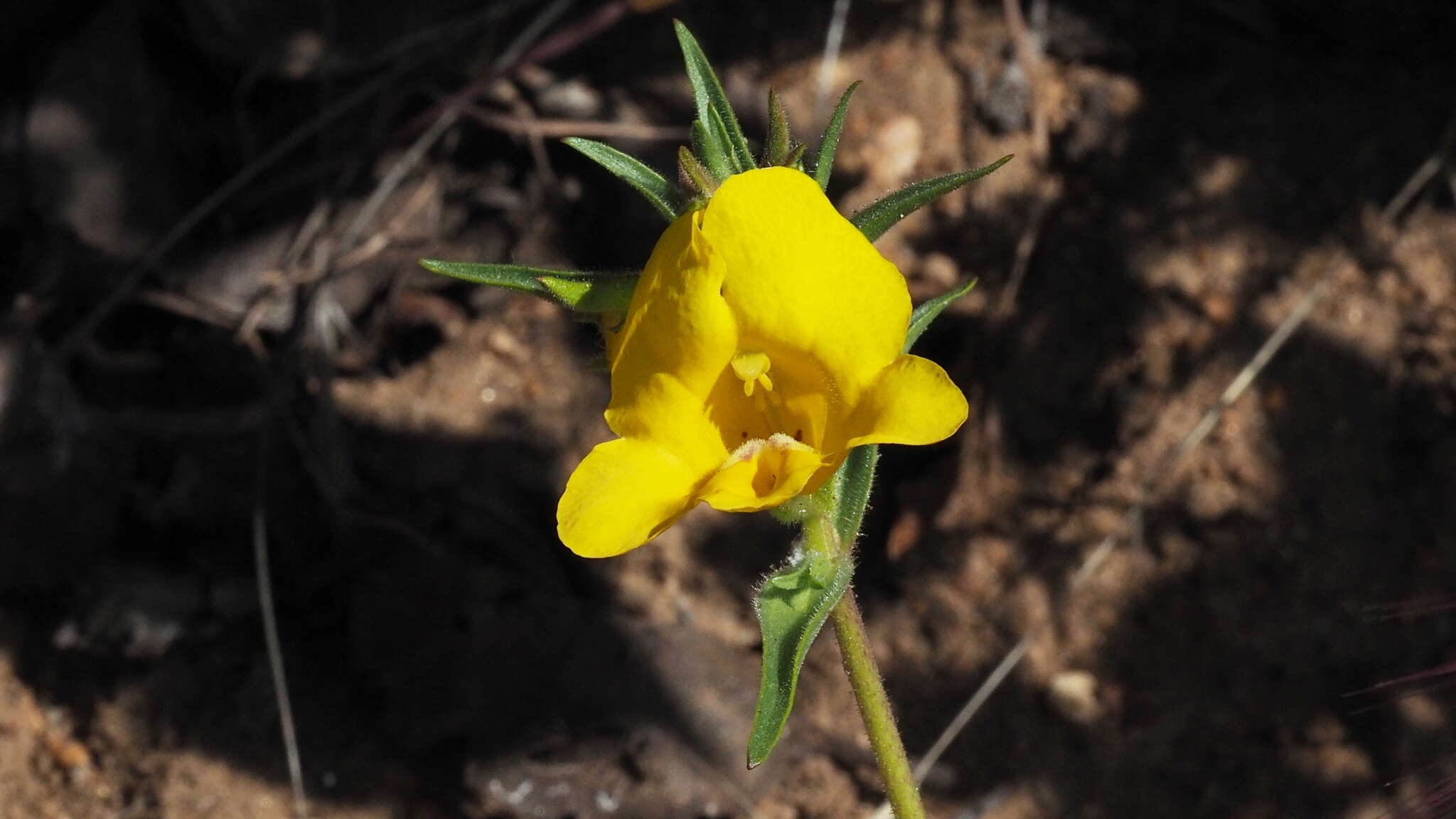 Plancia ëd Diplacus brevipes (Benth.) G. L. Nesom