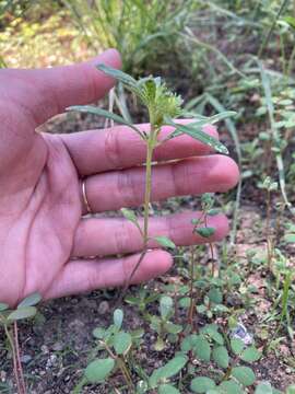 Image of wishbone fiddleleaf