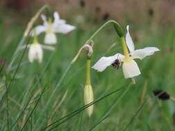 Image de Narcissus triandrus subsp. triandrus