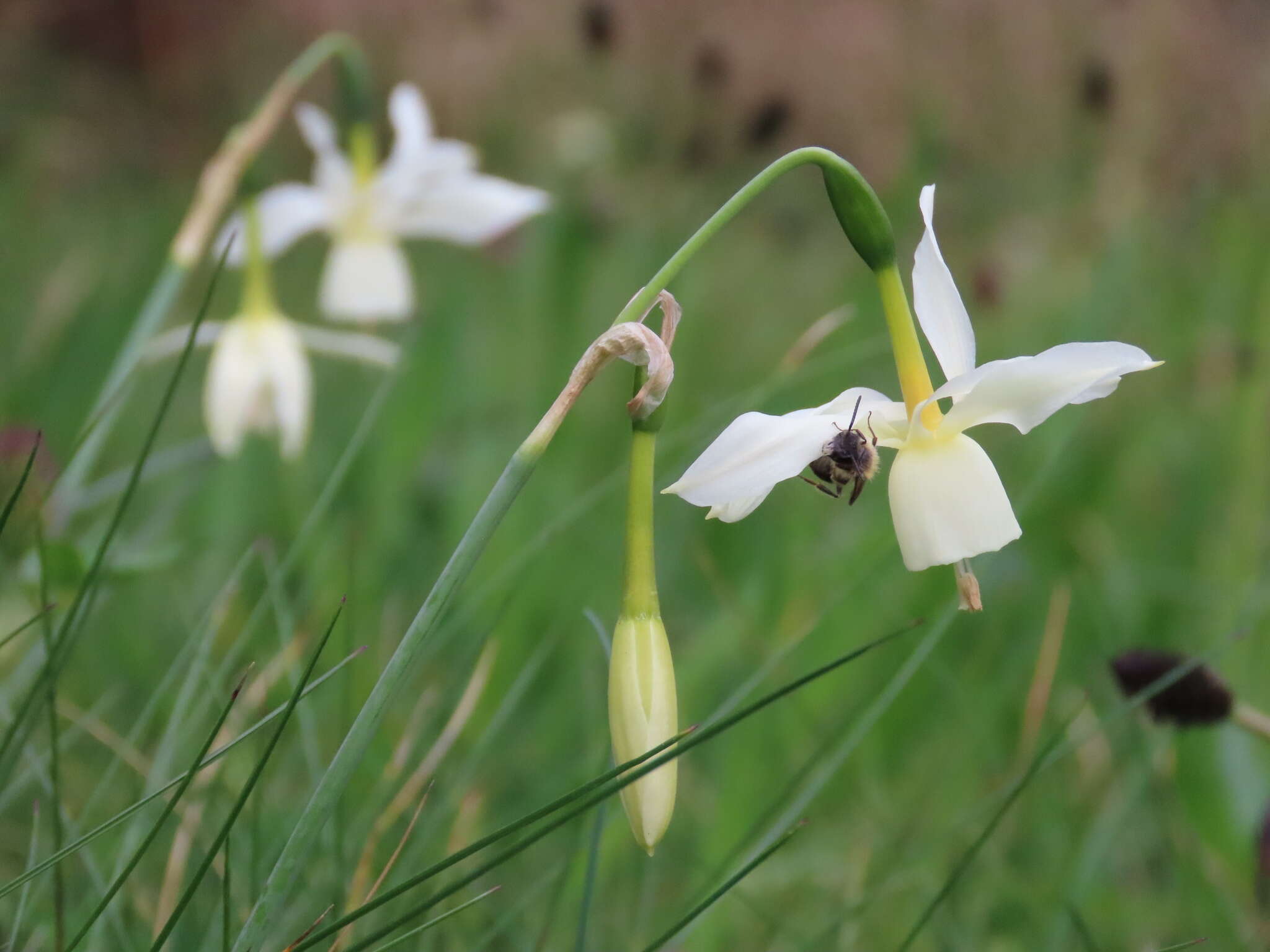 Image de Narcissus triandrus subsp. triandrus