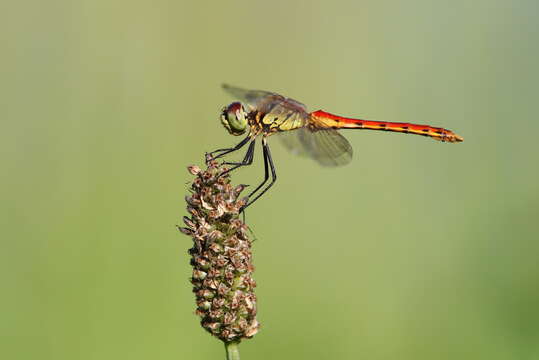 Image of spotted darter