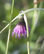 Imagem de Cirsium sieboldii Miq.