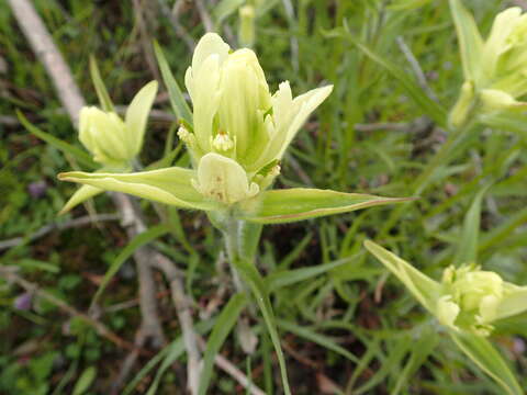 Image of Port Clarence Indian paintbrush